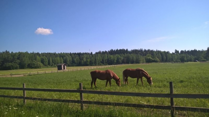 hevoset pellolla
